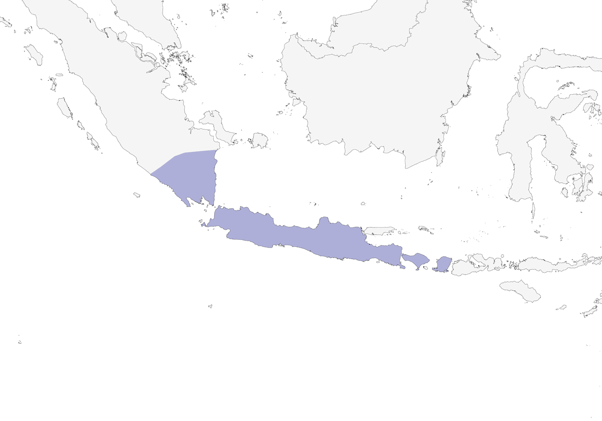 Capuchino de Java, Distribución 1