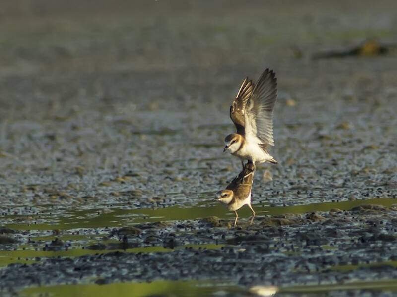 Javan Plover