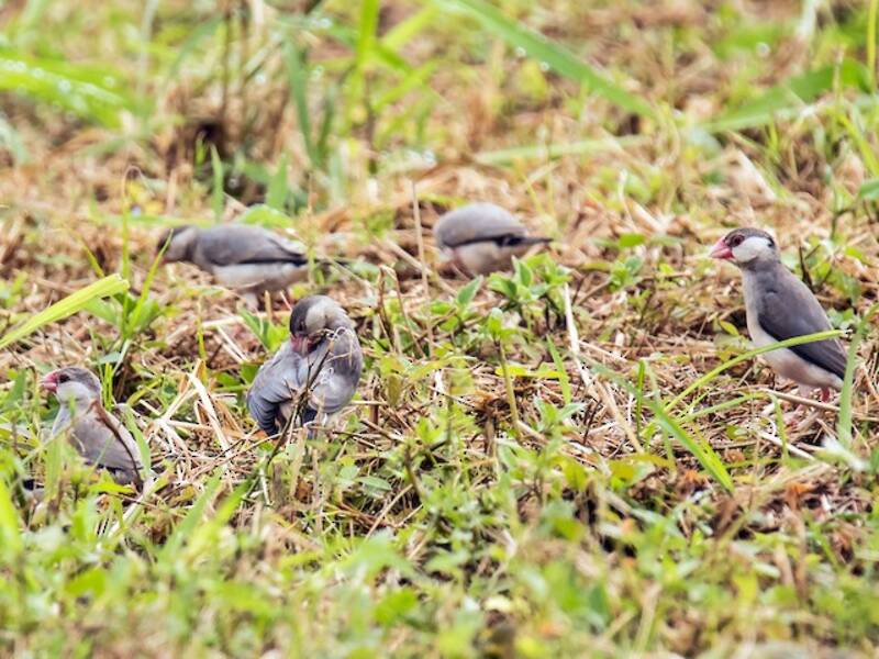 Java Sparrow