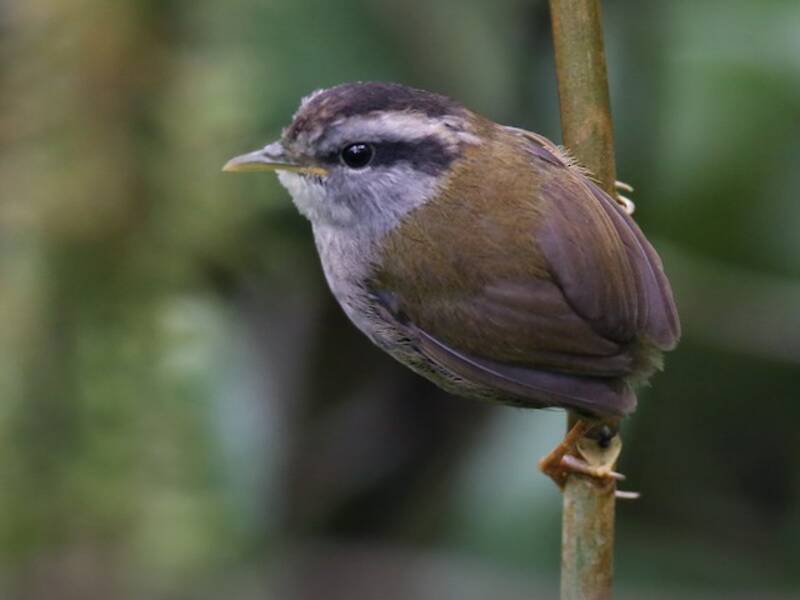 Javan Tesia