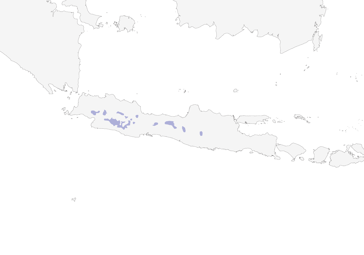 Tesia de Java, Distribution 1