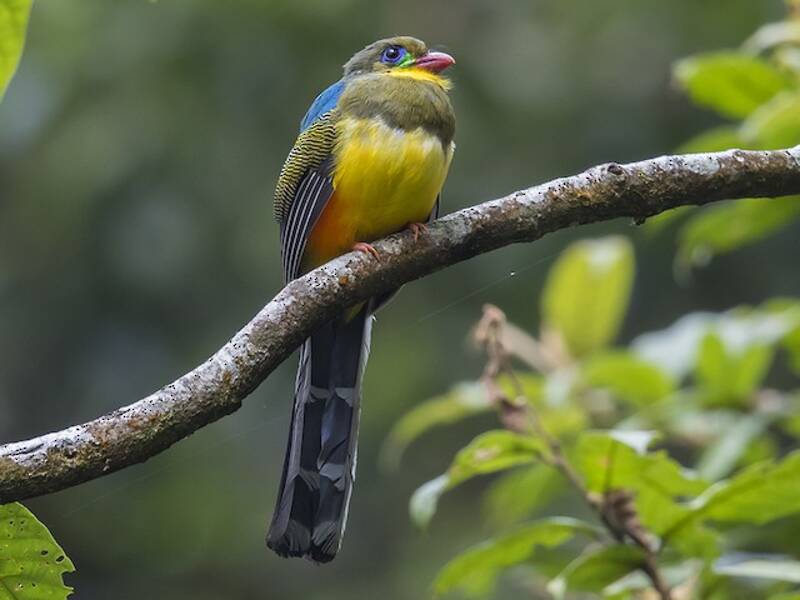 Trogon de Java, Photos 3