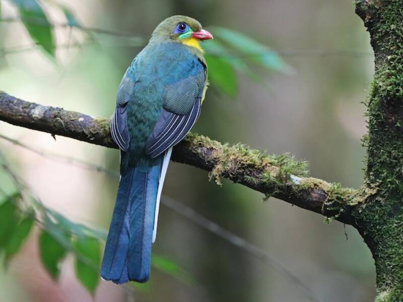 Trogon de Java, Photos 2
