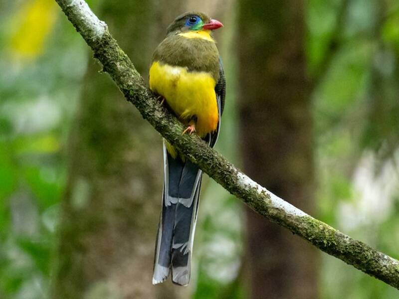 Javatrogon