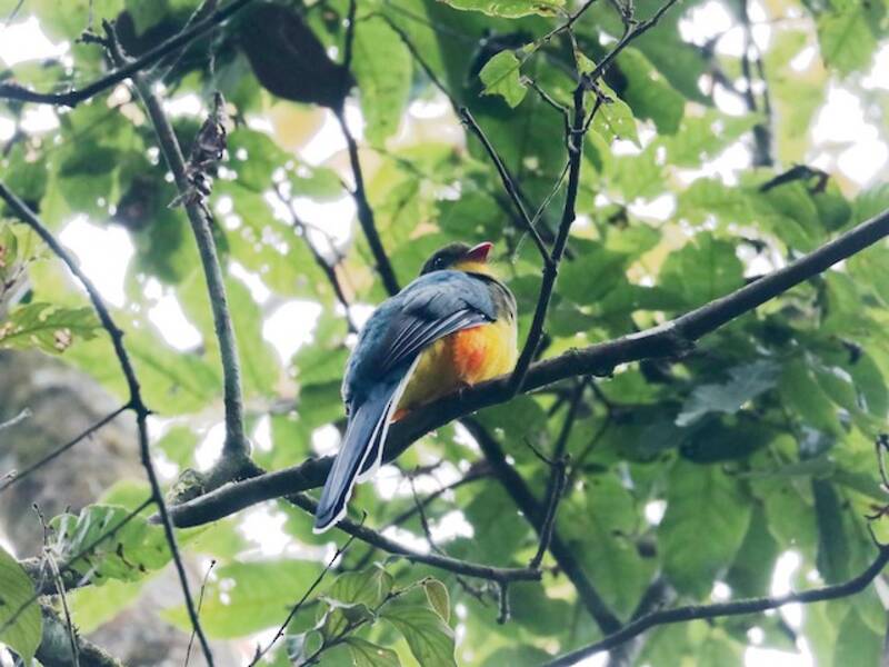 Trogon de Java, Photos 4