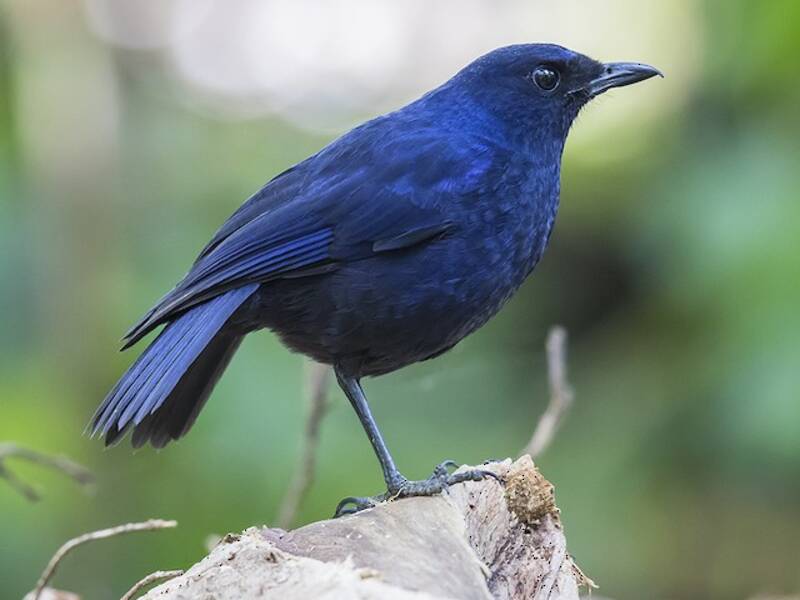 Javan Whistling-Thrush, Photos 3