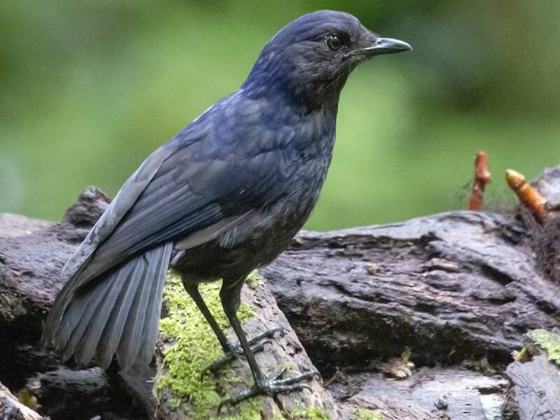 Javan Whistling-Thrush, Photos 2