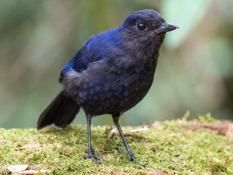 Javan Whistling-Thrush
