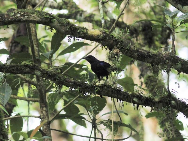 Javan Whistling-Thrush, Photos 4