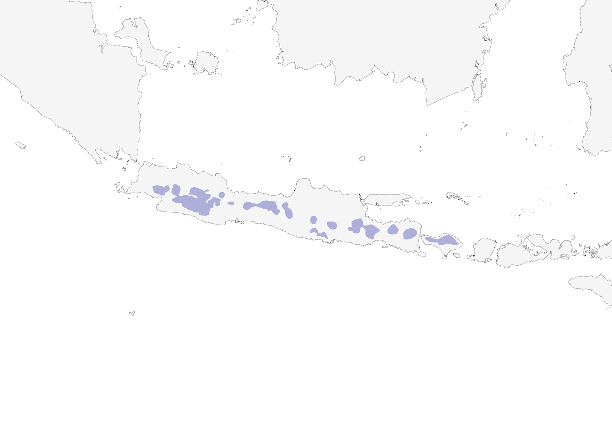 Javan Whistling-Thrush, Distribution 1