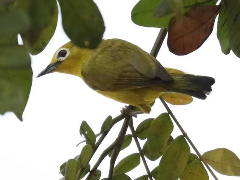 Java-Brillenvogel, Fotos 3