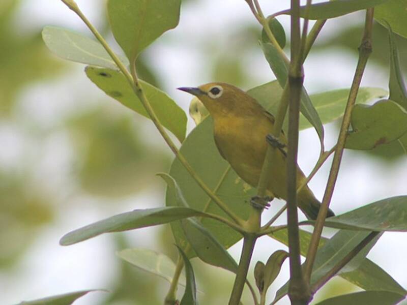Java-Brillenvogel, Fotos 4
