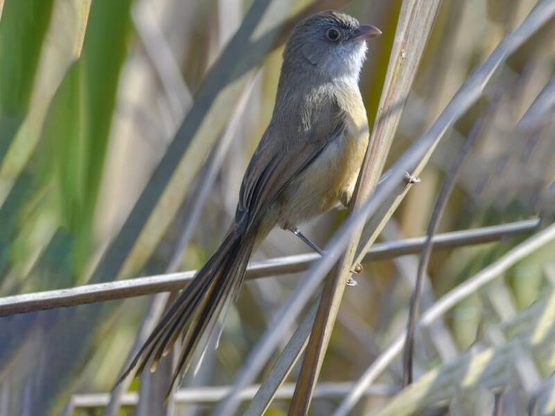 Jerdon's Babbler (Chrysomma altirostre)