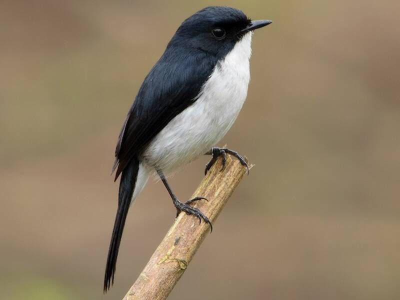 Jerdon's Bushchat, 照片 3
