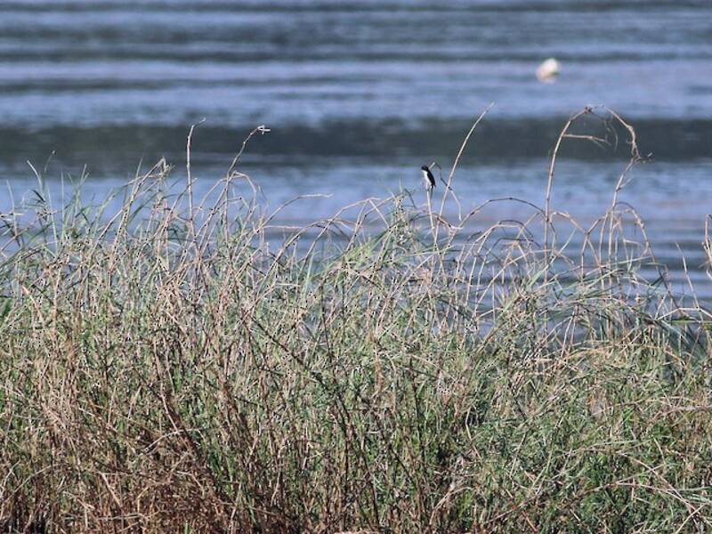 Jerdon's Bushchat, 照片 2