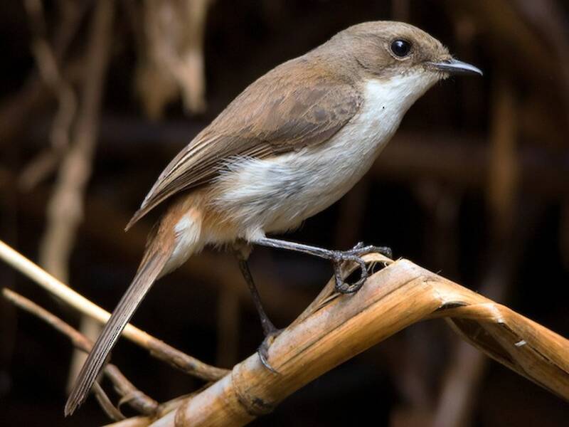 Jerdon's Bushchat