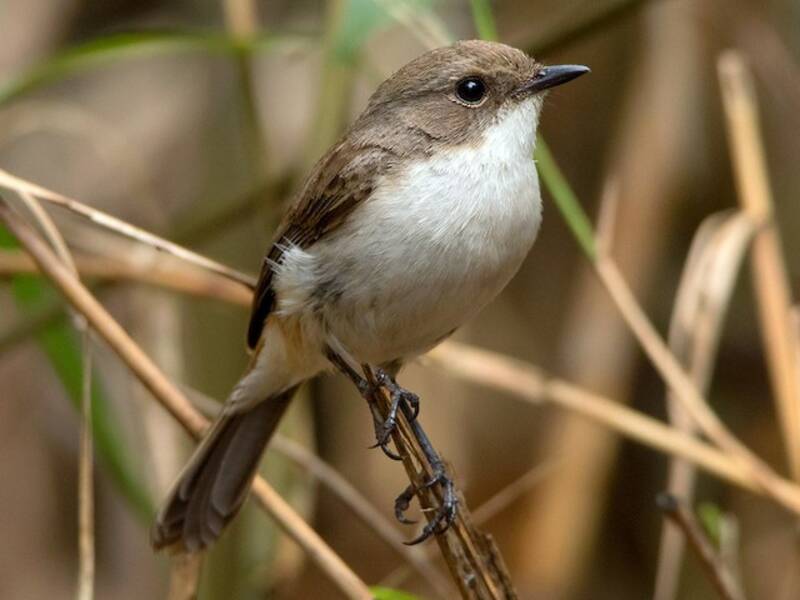 Jerdon's Bushchat, 照片 4