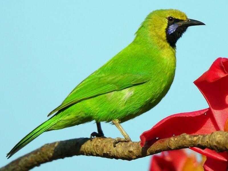 Jerdon's Leafbird