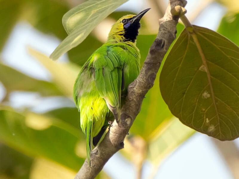 Jerdon's Leafbird, 照片 2