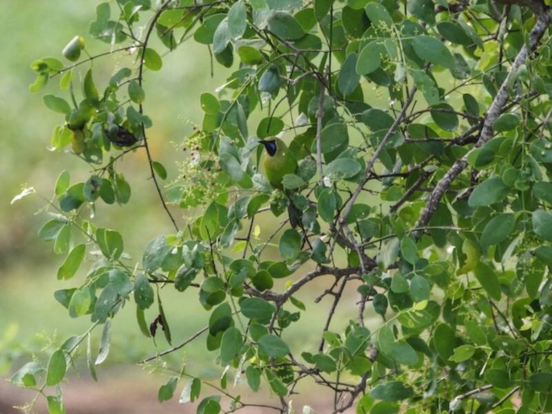Jerdon's Leafbird, 照片 4