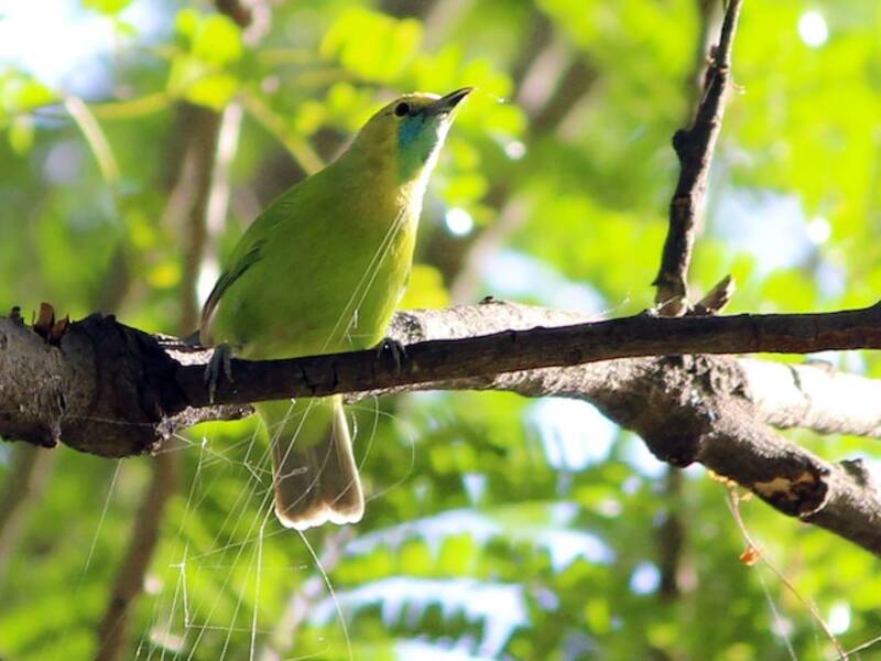 Jerdon's Leafbird, 照片 3