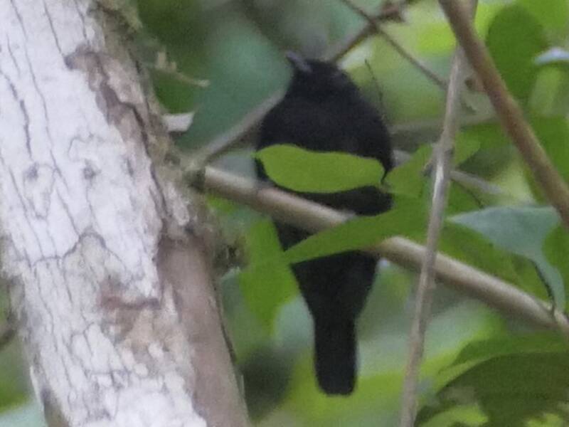 Jet Manakin, 照片 2