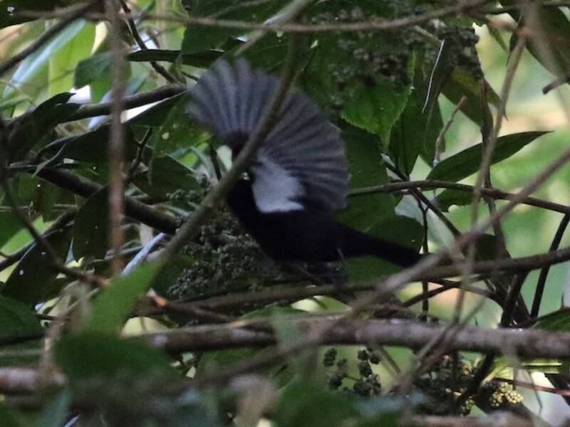 Manachino nero