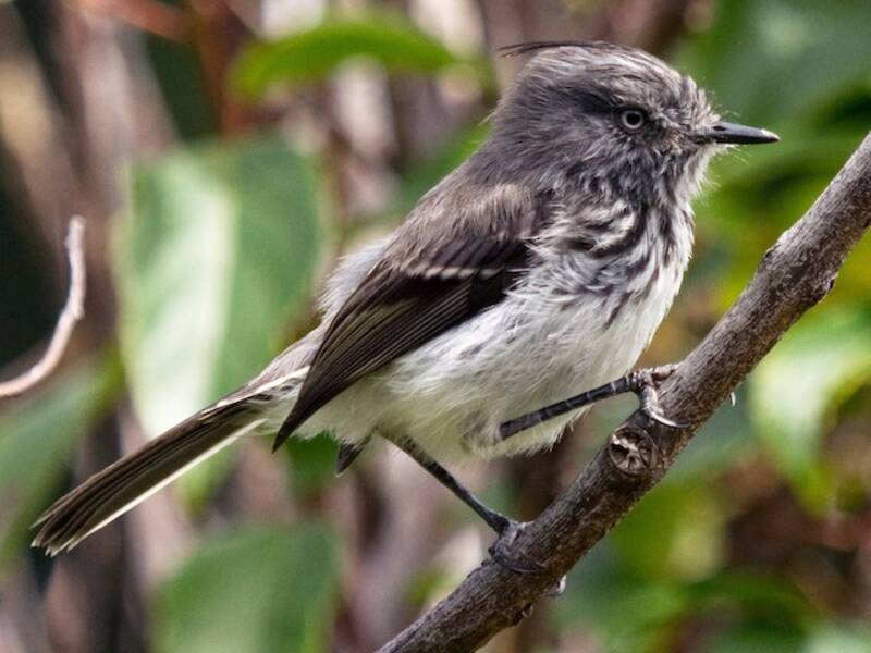 Juan Fernandez Tit-Tyrant