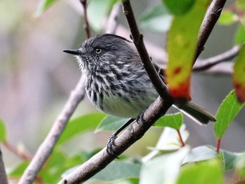 Juan Fernandez Tit-Tyrant, Photos 3