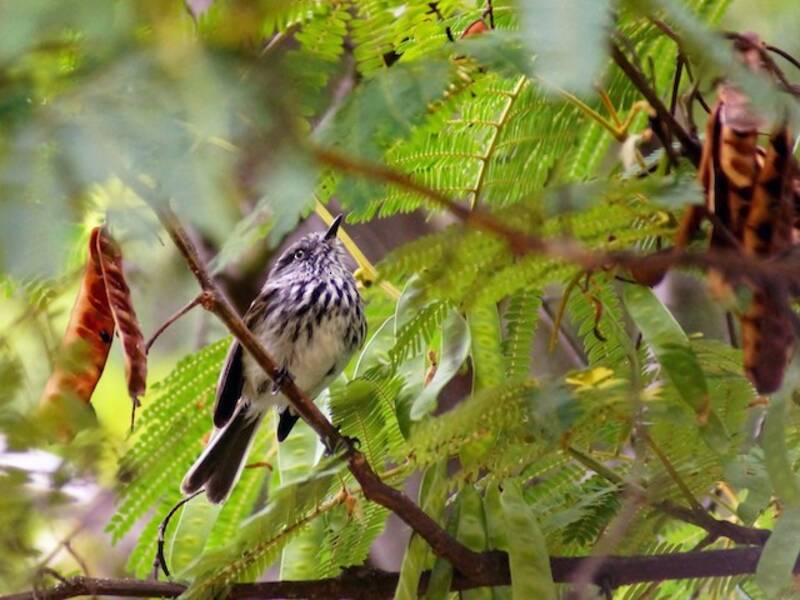 Juan Fernandez Tit-Tyrant, Photos 2