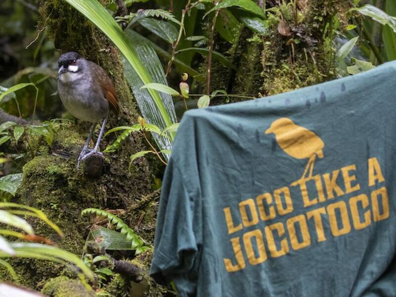 Jocotoco Antpitta