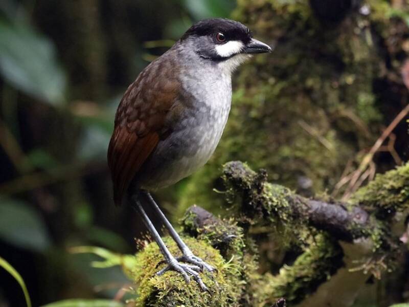 Jocotoco Antpitta, Photos 2