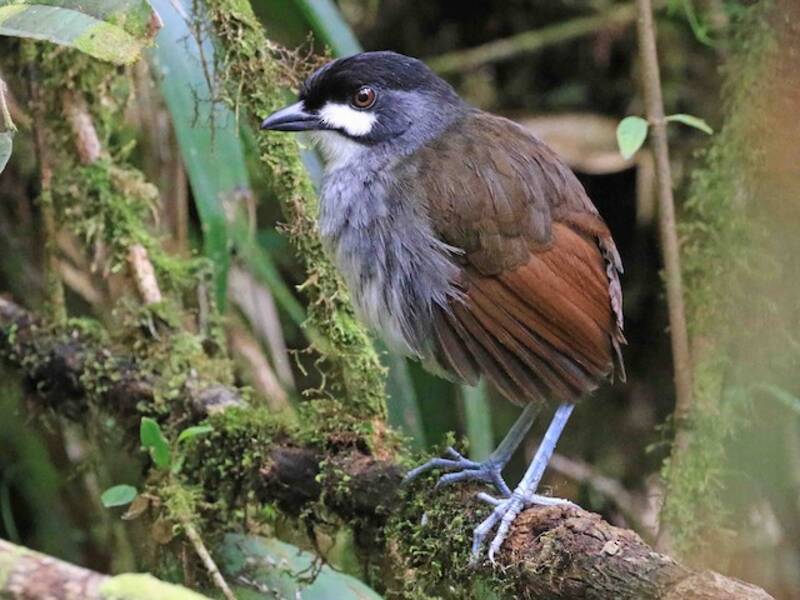 Jocotoco Antpitta, Photos 3