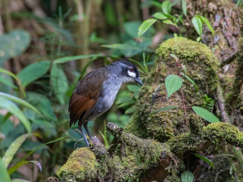 Jocotoco Antpitta, Photos 4