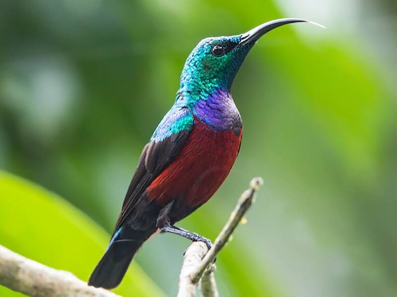 Nettarinia di Johanna, Foto 4