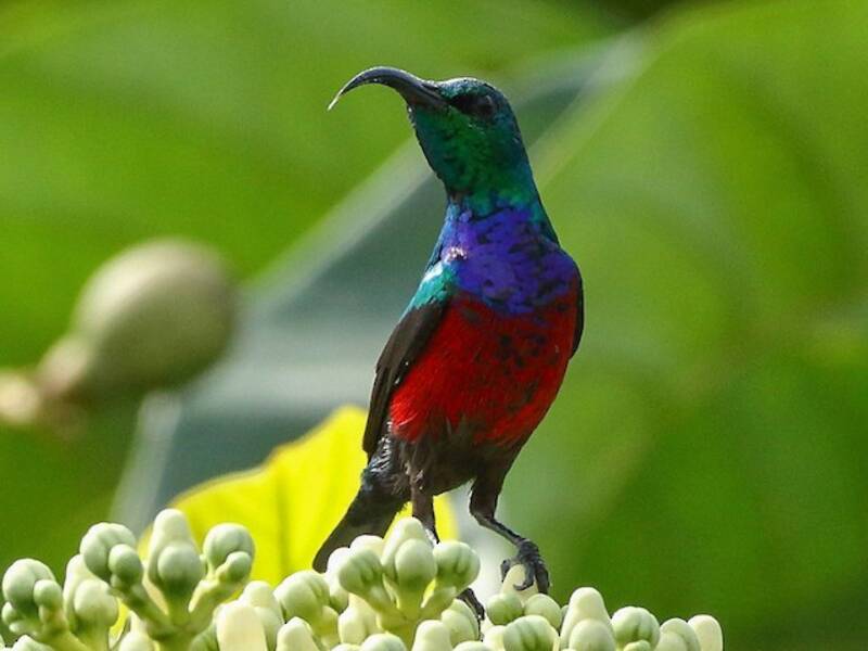 Nettarinia di Johanna, Foto 2