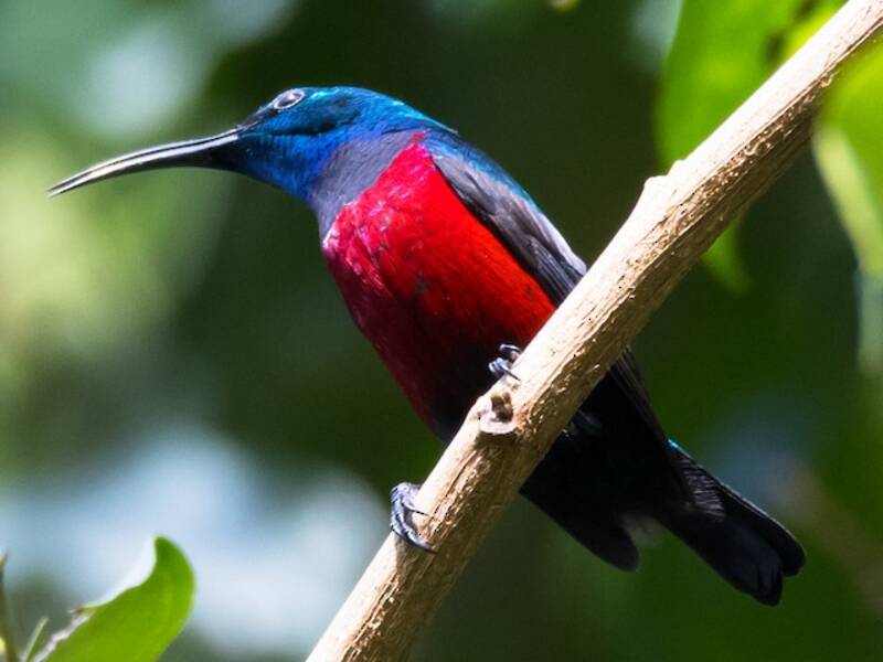Johanna's Sunbird
