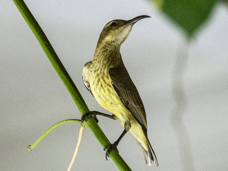 Nettarinia di Johanna, Foto 3