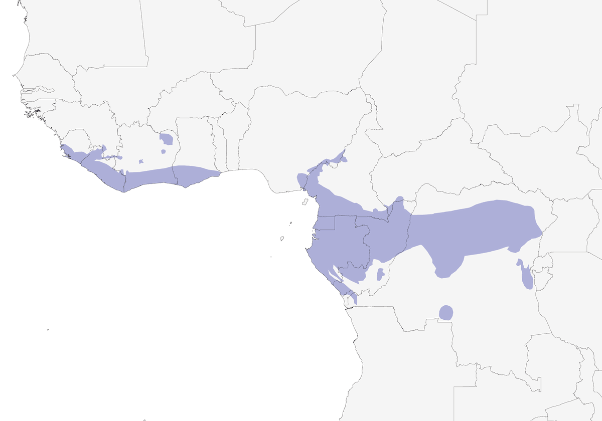 Nettarinia di Johanna, Distribuzione 1