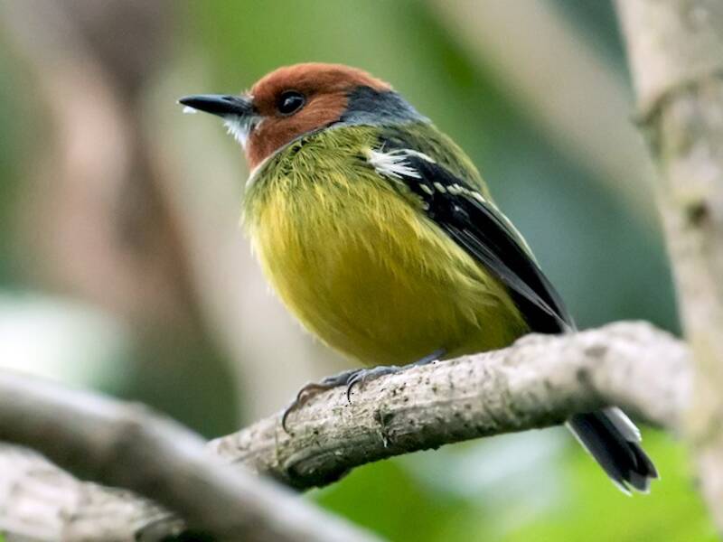 Johnson's Tody-Flycatcher