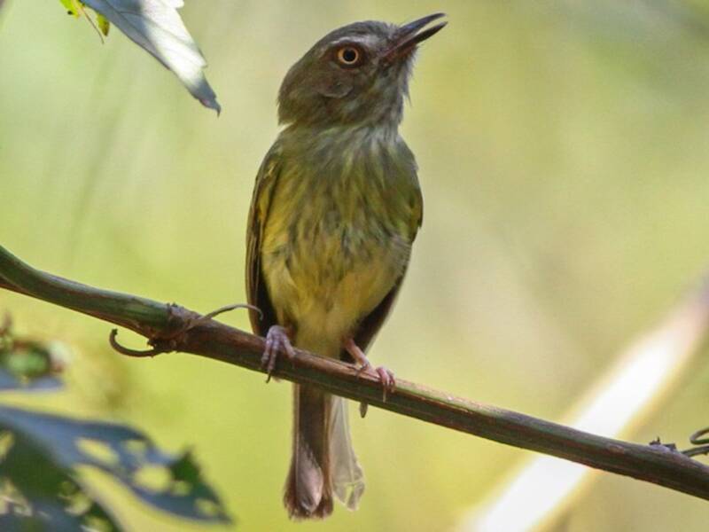 Johannes's Tody-Tyrant