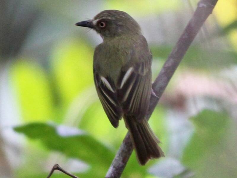 Johannes's Tody-Tyrant, 照片 3