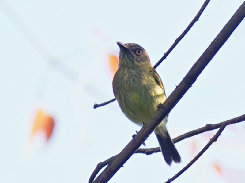 Johannes's Tody-Tyrant, 照片 2