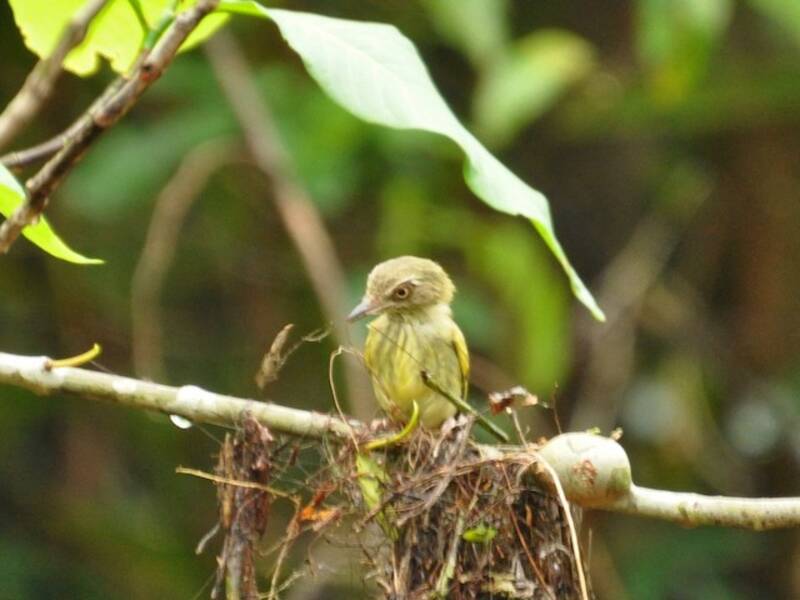 Johannes's Tody-Tyrant, 照片 4