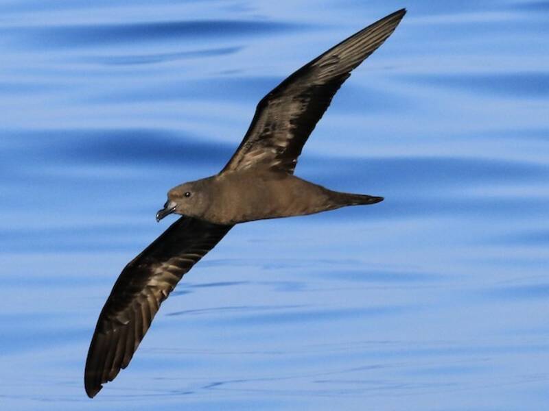Jouanin-Sturmvogel, Fotos 4