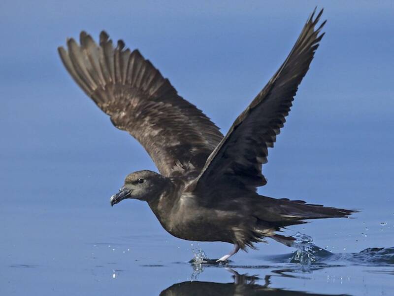 Jouanin's Petrel