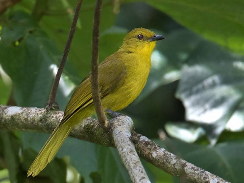 Bulbul alegre, Fotos 3