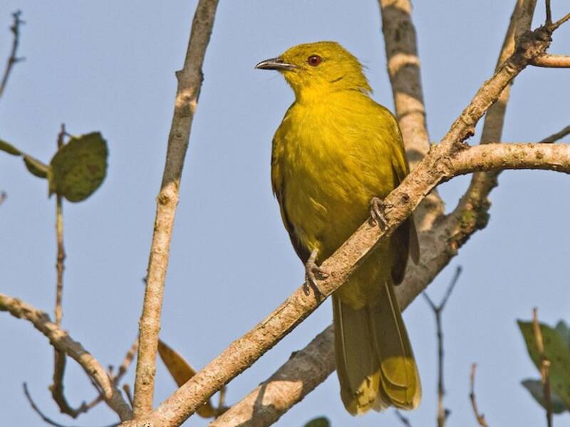 Bulbul alegre