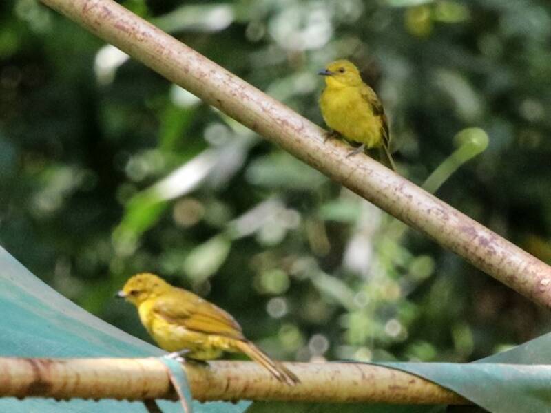 Bulbul alegre, Fotos 4