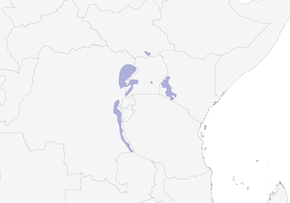 Bulbul alegre, Distribución 1